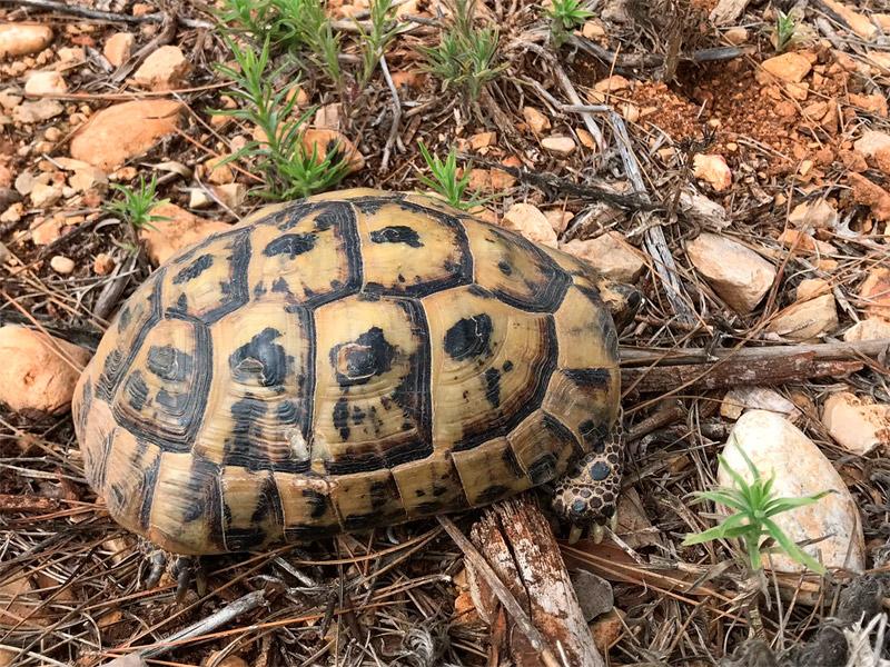 צב יבשה מצוי Testudo graeca